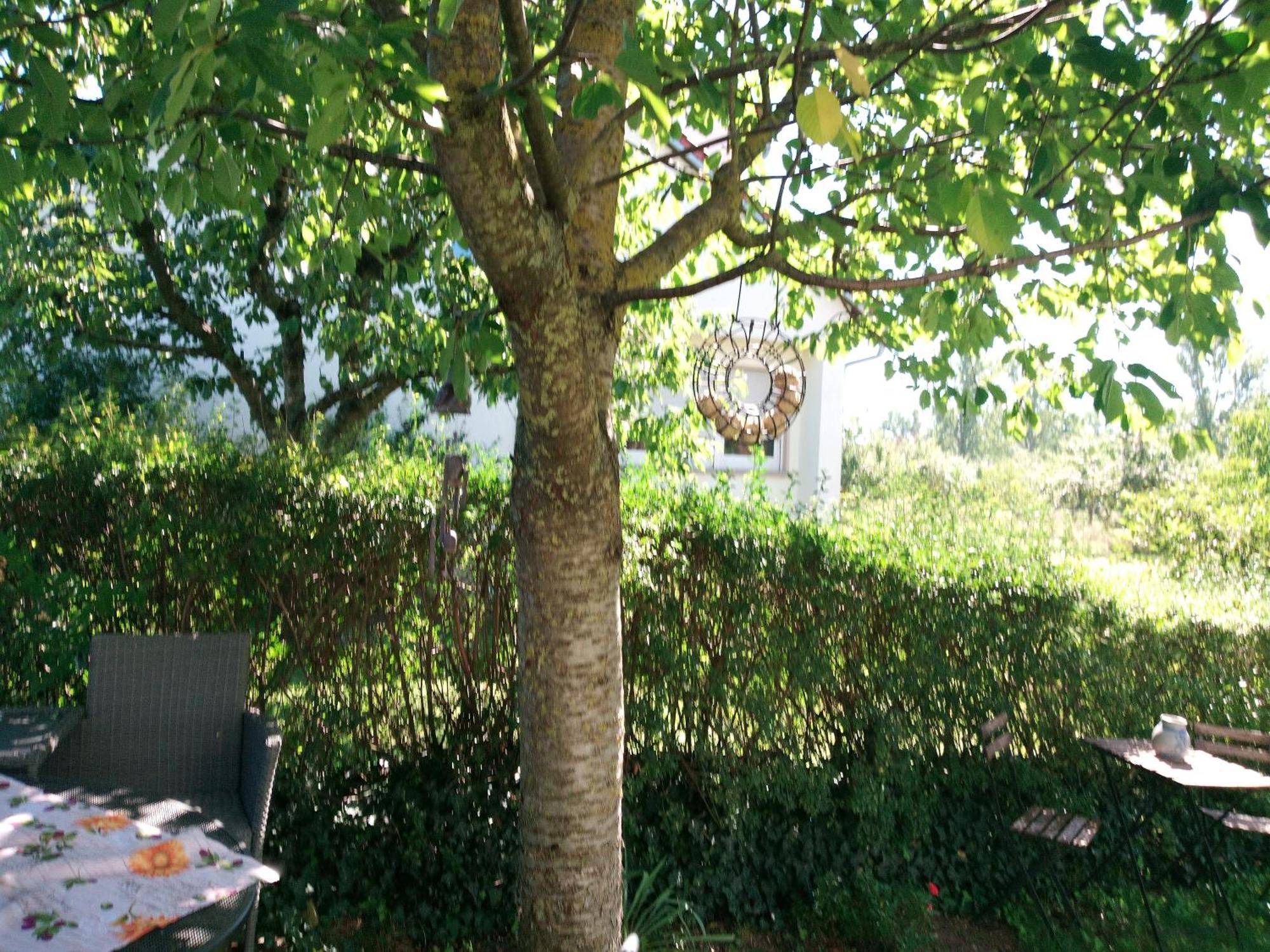 Ferienwohnung Schwalbennest Sommerach Extérieur photo